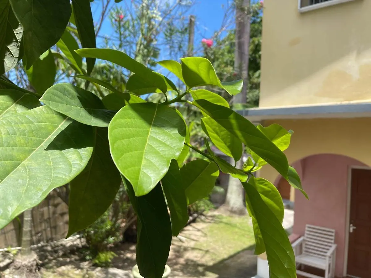 Little Shaw Park Guest House オーチョ・リオス 2*,
